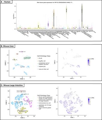 The role of pregnane X receptor (PXR) in substance metabolism